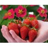 001270-aardbeien-toscana-f1