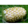 001300-witte-alpenaardbei-white-delight