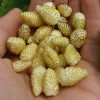 001320-gele-aardbei-yellow-wonder-white-soul