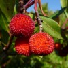 001350-aardbeiboom