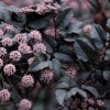 343215-engelwortel-chocolade-ebony
