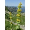 345000-gentiaan-gele
