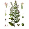 345045-gezwollen-lobelia