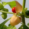 345070-ginseng-indiase