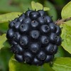345085-ginseng-siberische