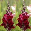 504436-antirrhinum-majus-maximum-ruby-red