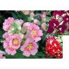 504840-antirrhinum-majus-nanum-sachmo