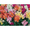 504860-antirrhinum-majus-pumilum-tom-thumb