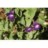 505700-asarina-scandens-blue-tints-joan-loraine