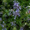 505900-asperula-orientalis