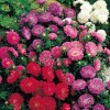 506200-aster-chinensis-colour-carpet