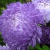 506250-aster-chinensis-duchess-blue-ice