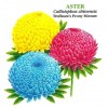 506500-aster-chinensis-peony-truffaunt-melange-giant-mum