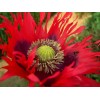 544755-papaver-somniferum-laciniatum-fringed-red