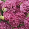 544990-papaver-somniferum-violetta-blush-paeony-purple-passion