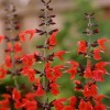 551900-salvia-coccinea-lady-in-red-summer-jewel-red-scarlet