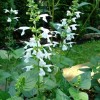 551920-salvia-coccinea-snow-nymph-jewel-white