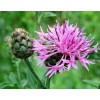 580340-centaurea-scabiosa