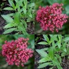 580400-centranthus-ruber-red