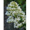 580440-centranthus-ruber-snowcloud
