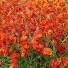 581360-cheiranthus-cheiri-orange-bedder