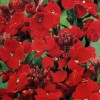 581400-cheiranthus-cheiri-scarlet-emperor