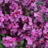 581430-cheiranthus-cheiri-sugar-rush-serie-purple-bicolour-f1