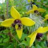 581900-clematis-tangutica-pinwheel-radar-love