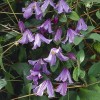 582075-clematis-viticella