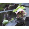 582300-codonopsis-pilosula