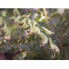 582920-corydalis-ophiocarpa