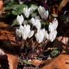 583105-cyclamen-cilicium-album