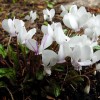 583160-cyclamen-coum-album