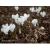 583290-cyclamen-hederifolium-album