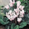 583300-cyclamen-hederifolium-rose