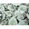 583310-cyclamen-hederifolium-silver-leaf-rose