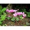 583320-cyclamen-purpurascens