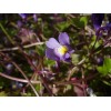 583330-cymbalaria-muralis