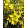 583362-cytisus-scoparius
