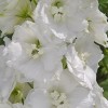 583500-delphinium-hybride-dwarf-snow-white-casablanca