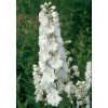 583510-delphinium-hybride-galahad-white-fountain