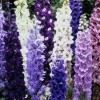 583750-delphinium-hybride-standard-mixed-avalon