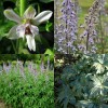 583900-delphinium-requienii