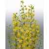 583940-delphinium-zalil-citrina