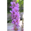 583950-desmodium-canadense