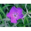 583960-dianthus-amurensis-siberian-glory