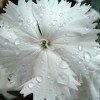583980-dianthus-barbatus-albus