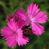 584420-dianthus-carthusianorum-feuerglut