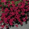 584805-dianthus-deltoides