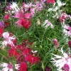 584850-dianthus-superba-spooky-mixed-spookie